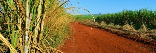 ribeirão preto 3
